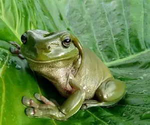 آن روی طبیعت وحشی؛ لحظه باورنکردنی پوست اندازی قورباغه انگار داره خودشو آنباکس میکنه