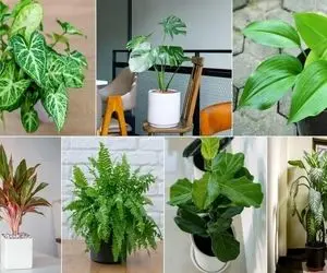 گیاه ماه تولدتو بشناس / اگه ماه گلت باهات یکی باشه برکت و شانس سرریز میشه تو زندگیت