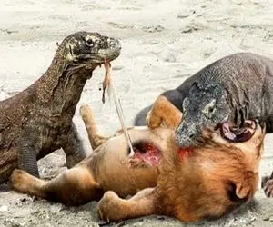 مستند حیات وحش؛ کومودو ازازیل درشت و کوچیک جنگل جمع میکنه تو کمبش