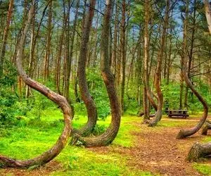 درختان عجیب و غریب اما واقعی در جهان!