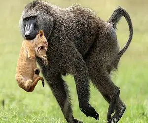مستند حیات وحش؛ ماهیت انفجاری بابون غول وقتی برای بروز قدرت شیر جلو دارش نیست