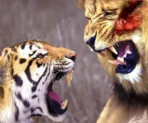 مستند حیات وحش؛ در زورآزمایی ببر و شیر چه کسی در صدر است؟