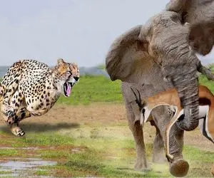 جذابیت حیات وحش؛ فیل هرکول غزال و از چنگال پلنگ شریر نجات داد باج داد به شیر