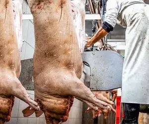 فرآوری خوک؛ خوک حرومی صورتی 210کیلویی و با اره موتور شقه و آبگوشت درست میکنه