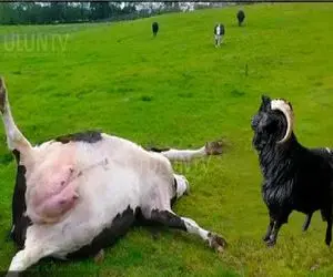 جذابیت حیات وحش/ بز نادون با گاو هرکول سرشاخ شد یجور زدش زمین از وسط تا شد