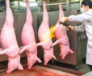 فرآوری خوک؛ چگونه میلیون‌ها خوک لجن‌زده قربانی دستگاه‌های پول‌ساز پیشرفته میشوند