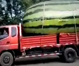 کشاورزی نوین؛ با تجهیزات مدرن هندونه کاشتن وقتی رسید با اره نصفش کردن تو کامیون جاشه