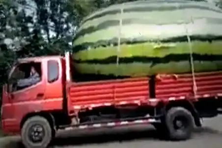 کشاورزی نوین؛ با تجهیزات مدرن هندونه کاشتن وقتی رسید با اره نصفش کردن تو کامیون جاشه