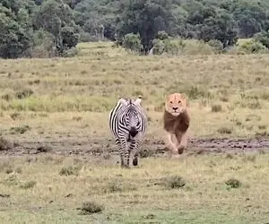 مستند حیات وحش؛ گورخر تاوان زود خسته شدنش و با جانش شیرینش داد