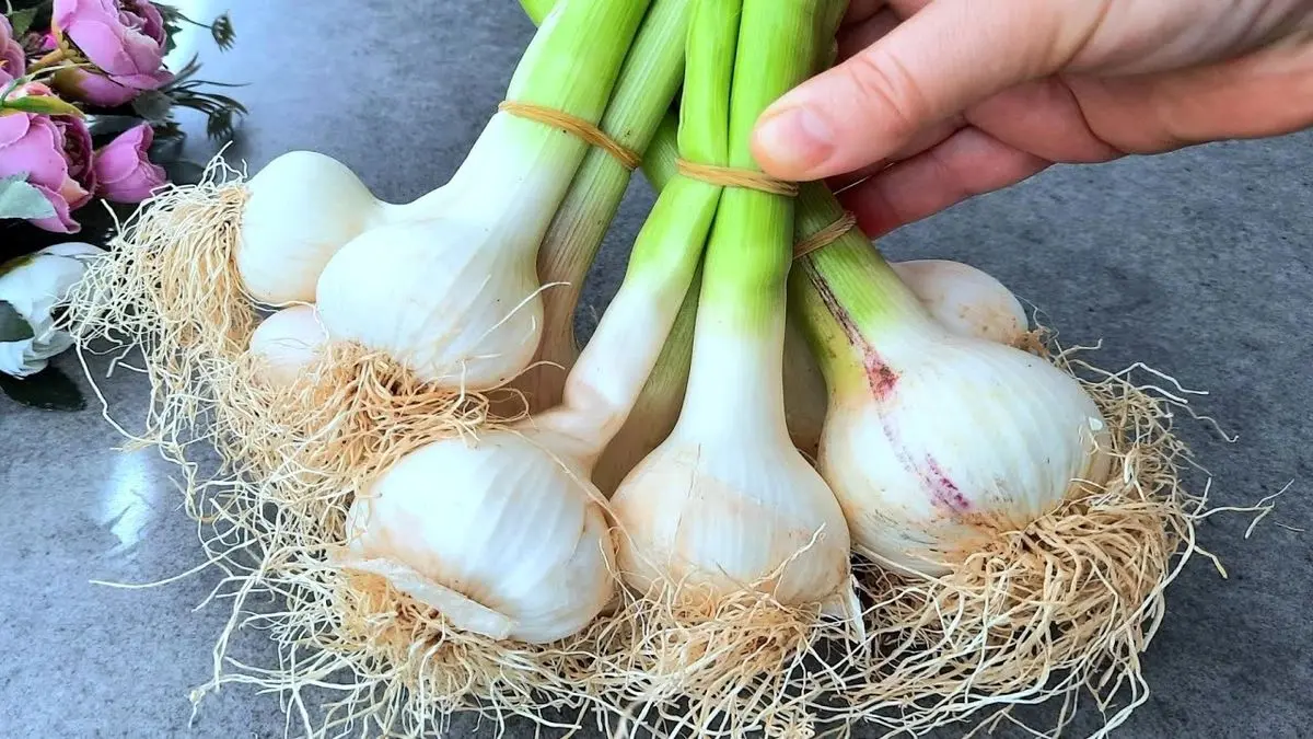 نگهداری سیر به سبک حرفهایها / فرمولی برای حفظ تازگی، عطر و خواص دارویی تا 1 سال نگهداری سیر به سبک حرفهایها / فرمولی برای حفظ تازگی، عطر و خواص دارویی تا 1 سال