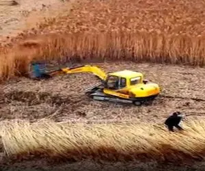 کشاورزی نوین؛ ماشین ساختن کار چیدن و دسته کردن رو انجام میده آدم خجالتش میشه از زحمتش