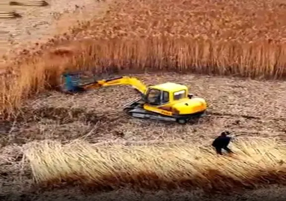 کشاورزی نوین؛ ماشین ساختن کار چیدن و دسته کردن رو انجام میده آدم خجالتش میشه از زحمتش