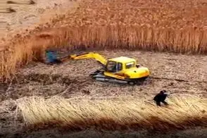 کشاورزی نوین؛ ماشین ساختن کار چیدن و دسته کردن رو انجام میده آدم خجالتش میشه از زحمتش