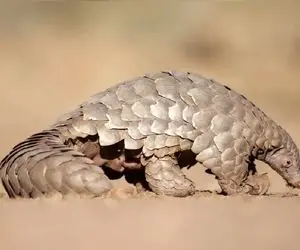 آن روی طبیعت وحشی؛ مورچه‌خوار جانوری با پوست شبیه زره فولادین و قیافه عجیب آخرالزمانی