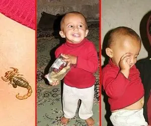 (عکس) ماجرای سجاد کودک دهدشتی که عقرب تولید می کند!