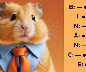 (ویدئو) کد مورس همستر کامبت امروز چهارشنبه 28 شهریور / آموزش وارد کردن 