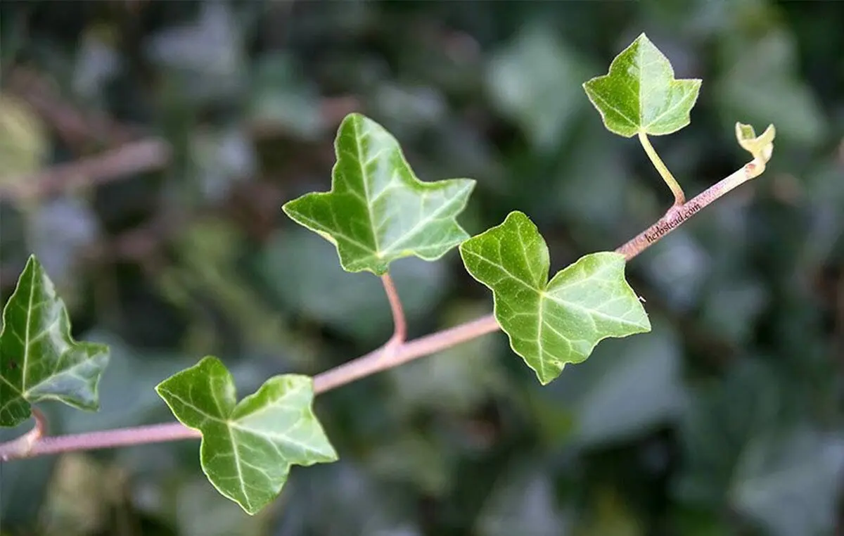 گیاهان رونده
