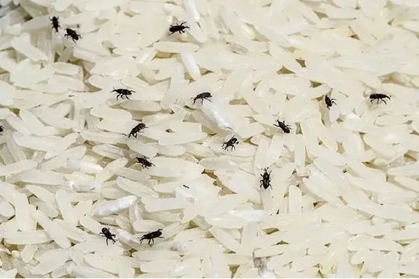 ترفندهای خانگی؛ 5 ترفند برای پیشگیری از شپشک برنج