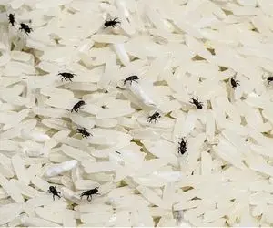 ترفندهای خانگی؛ 5 ترفند برای پیشگیری از شپشک برنج