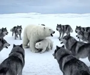 حیات وحش مصنوعی؛ حراست غیورانه خرس از توله ها مقابل گرگ های دریده