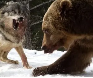 مستند حیات وحش؛ حمله گرگ به خرس آخرین اشتباهش بود