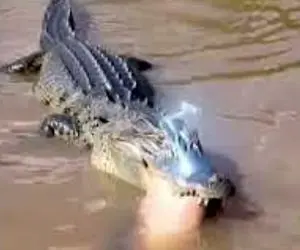 بر مدار وحش؛ تمساح ندونست ماهی جیزه دست زد اوف شد