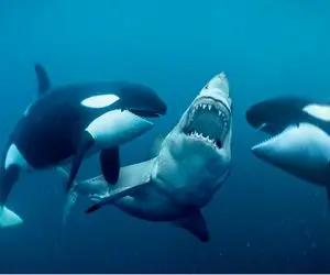 دنیای آبزیان؛ نهنگ قاتل با دندونای برندش بال کوسه رو کند دریارو خون برداشت