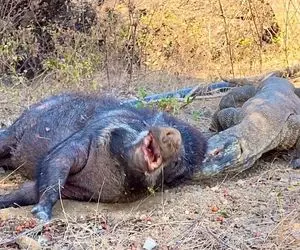 از جذابیت های حیات وحش؛ کومودو بی رحم بچه گرازی که تازه از شکم مادرش دراومده بود خورد