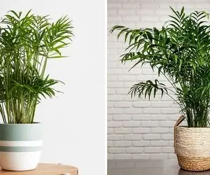 نور مورد نیاز واسه نگهداری نخل مرداب؛ یه جذابِ بی دردسر که خونتو حسابی خوشگل میکنه