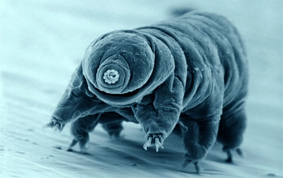image_5043e-Tardigrade-768x482