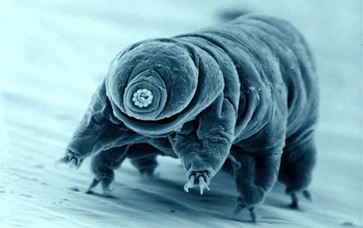 image_5043e-Tardigrade-768x482