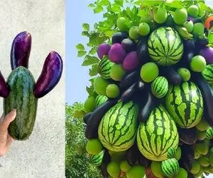 کشاورزی بدیع؛ هندوانه و بادمجون و بهم پیوند زد درخت تنومند رشد کرد از هر دوتا بار داد