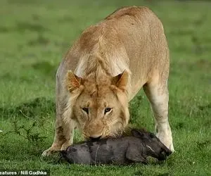 (فیلم) بازی شیر با بچه گراز قبل از خوردن!