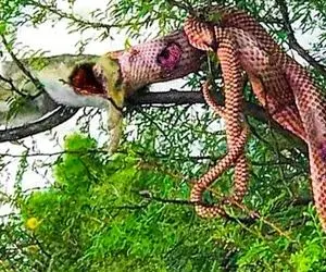 از جذابیت های حیات وحش؛ مار پیتون به درشتی تنه درخت بالای دار پلنگ رو می بلعد