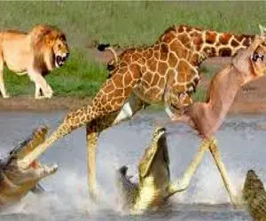 مستند حیات وحش؛ زرافه از حجم تمساح های زیرش پای بیقرار گرفته