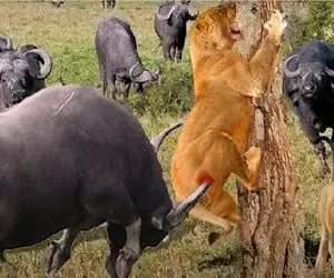 مستند حیات وحش؛ شاخ‌های مرگبار بوفالو سلطان را قیمه کرد