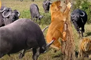 مستند حیات وحش؛ شاخ‌های مرگبار بوفالو سلطان را قیمه کرد