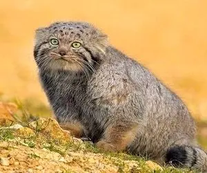 علت مرگ نایاب‌ترین و زیباترین گربه ایران اعلام شد