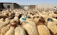 قیمت دام زنده امروز ۲۱ اردیبهشت ۱۴۰۴/ بازار به ثبات رسید