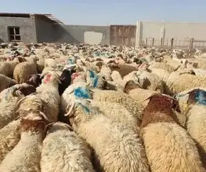 قیمت دام زنده امروز ۲۱ اردیبهشت ۱۴۰۴/ بازار به ثبات رسید