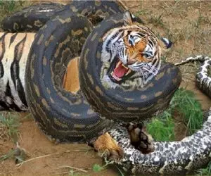 مستند حیات وحش؛ پیتون غول حلقه مرگ انداخته ببر و پلنگ آمادشون کنه برای بلع