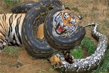 مستند حیات وحش؛ پیتون غول حلقه مرگ انداخته ببر و پلنگ آمادشون کنه برای بلع