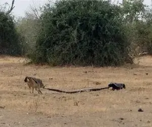 مستند حیات وحش؛ درگیری سه جانبه پیتون، راکون و روباه برای بلع همدیگر