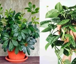 گیاهان مقاوم به کم آبی رو بشناس/ اینجوری دیگه نیازی نیست هر روز دست به آب پاش بشی!