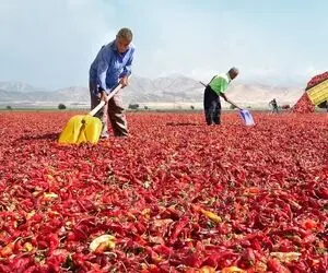 کارخانه تولید؛ روند تبدیل فلفل چیلی تند به پودرش تا چشم کار میکنه همه جا رنگ خون