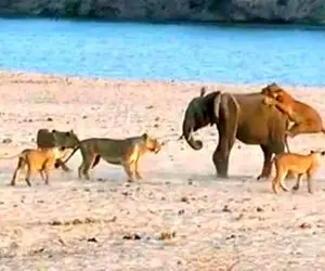 مستند حیات وحش؛ 14 شیر جنگی به دنبال یک فیل