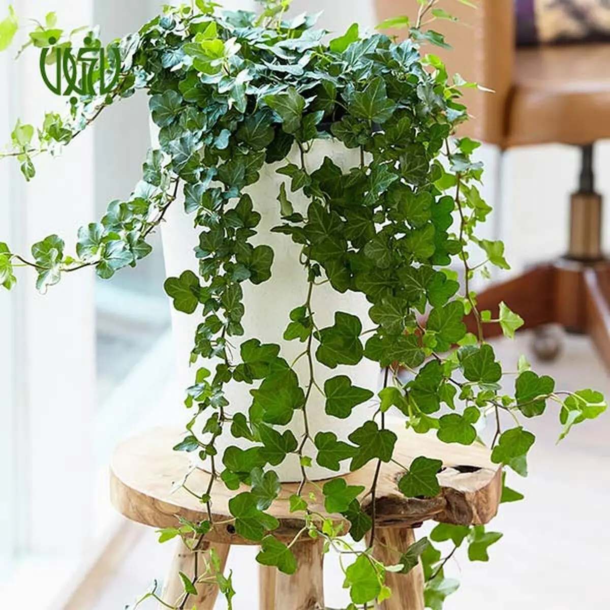 plant-Canary-Ivy-03