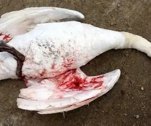 ماجرای سربریدن ۴۰۰ قو در سرخرود مازندران!