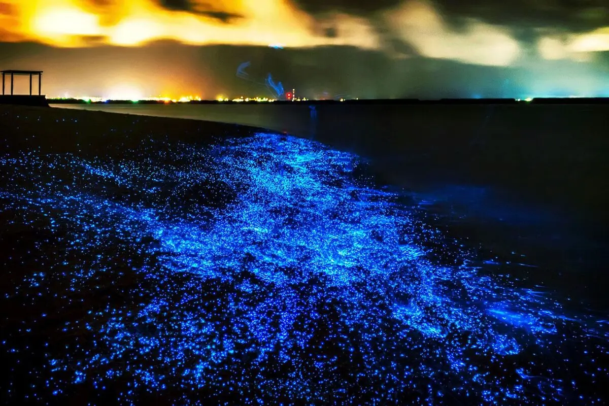 Chabahar-Firefly-Beach-