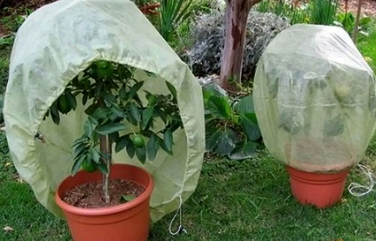 نگهداری-از-گل-ها-در-فصل-پاییز-و-زمستان-1024x658